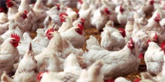پیشگیری پشتیبانی امور دام از زیان ۷۰ میلیارد تومانی مرغداران 