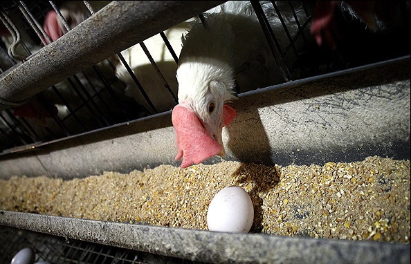 راهکار های مرغدارن هلندی به منظور بهبود تولید تخم مرغ	