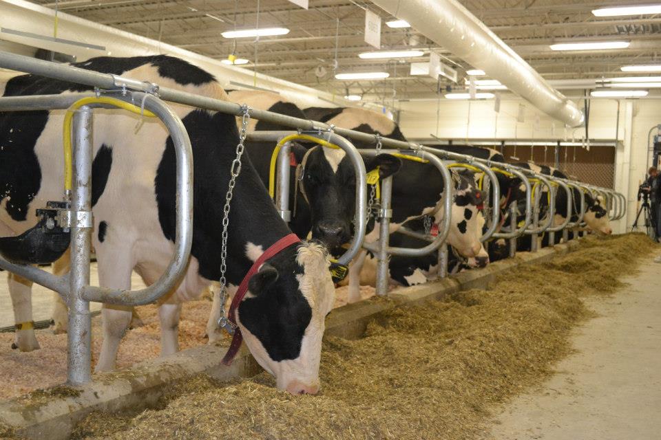 استفاده صحیح از اطلاعات ترکیب مواد علوفه ای برای فرموله کردن جیره گاوهای شیری