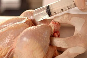 امکان استفاده از هورمون در تولید مرغ وجود ندارد	