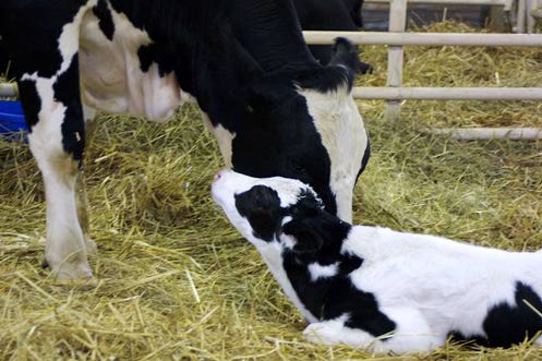 تولد و مراقبت از گوساله تازه متولد: