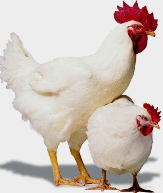 زنجیره تولید مرغ در همدان امسال به بهره‌برداری می‌رسد	