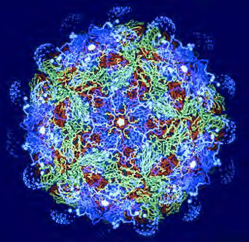 ویروس تب برفکی چیست؟