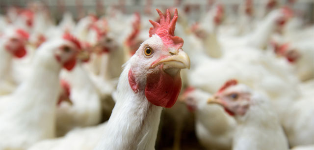 مرغدران به ازاء تولید هر کیلو مرغ 900 تومان ضرر می‌کنند	
