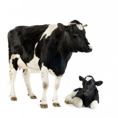 دیدگاه های نوین در رابطه با تغذیه شیر به گوساله های شیر خوار 