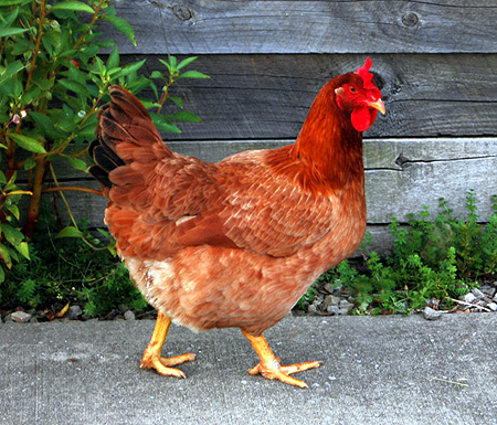 کنسانتره مرغ تخمگذار 2/5% ویژه نژاد نیک چیک