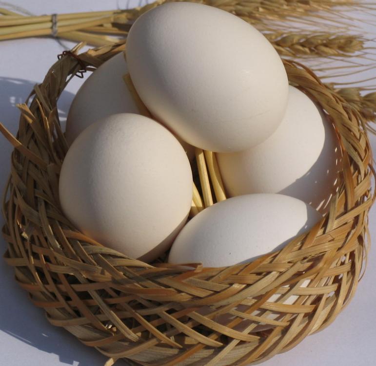 سه توصیه برای کمک به تولید بهتر تخم مرغ